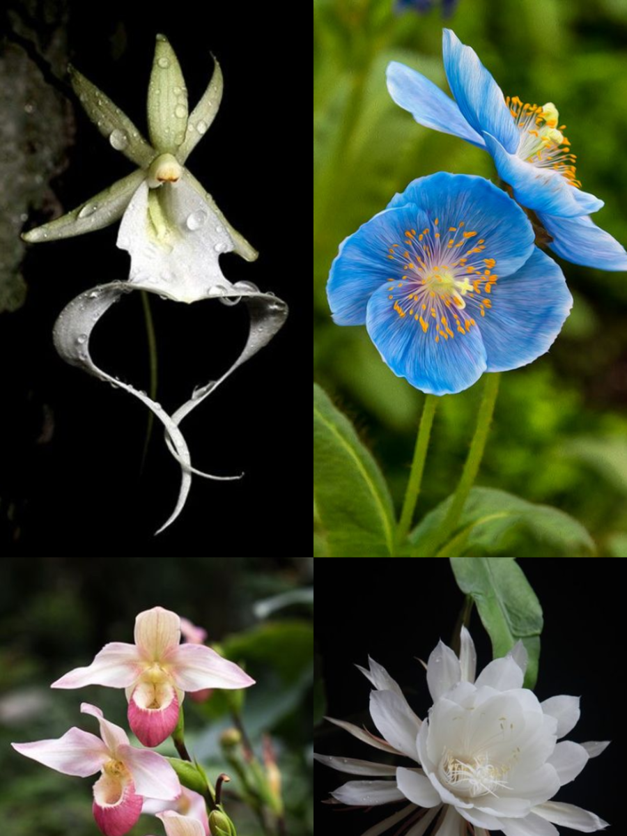 Most Rare Flowers Around The World Times Now
