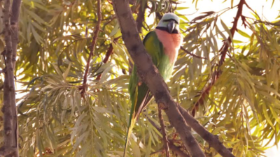 Red Breasted Parakeet bird species first time reported in Haryana in Kurukshetra University premises