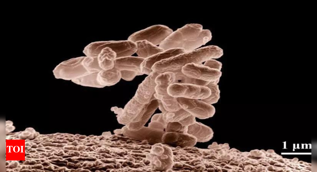 India has one of highest mortality rates due to antimicrobial resistance, say experts - Vimarsana News