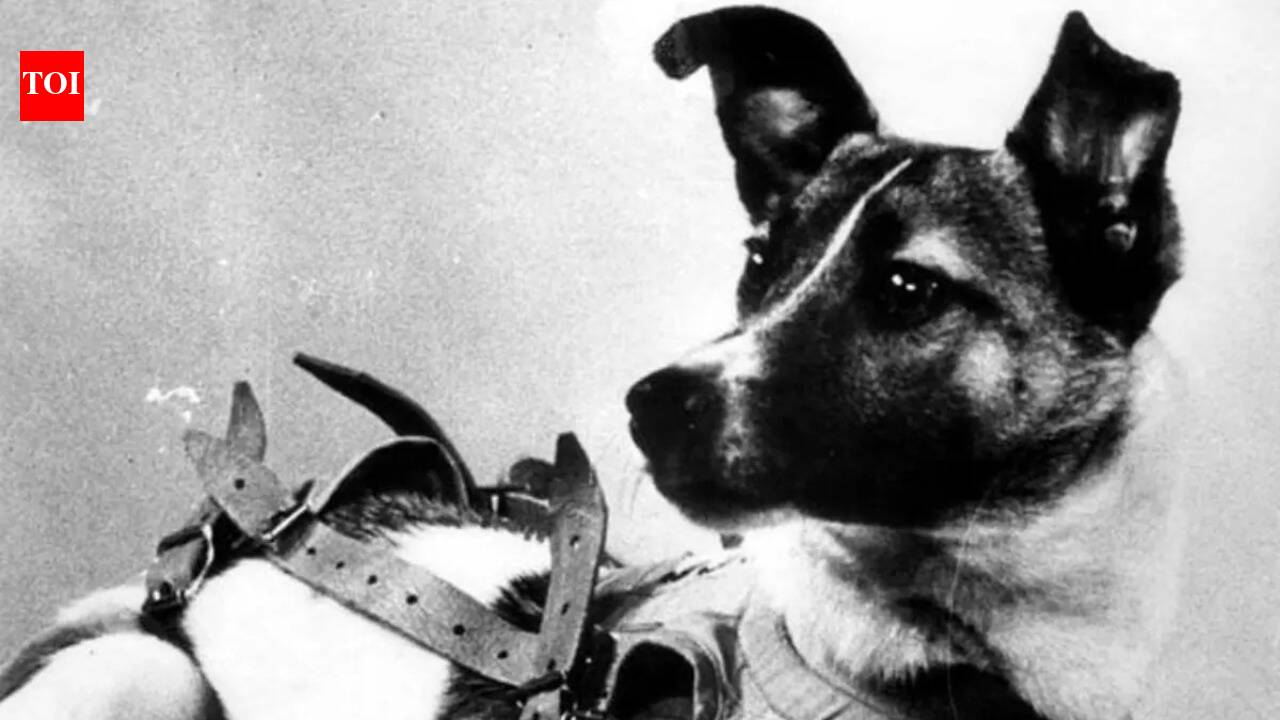 5 most loyal dogs in history