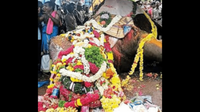 Mahout: Botched op led to Arjuna’s death; probe sought