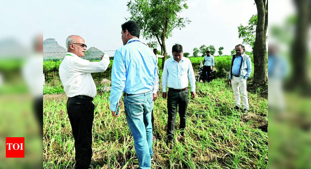 Crop Loss: Central Team Visits Nashik to Assess Crop Loss | Nashik News ...
