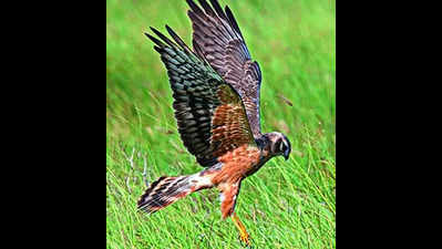 Mullai festival: Harrier bird counting begins