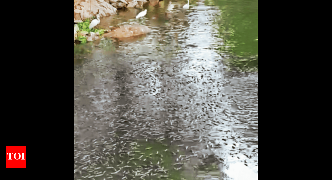 Durgam Cheruvu: Fish Struggle to Breathe in Dirty Durgam Cheruvu ...