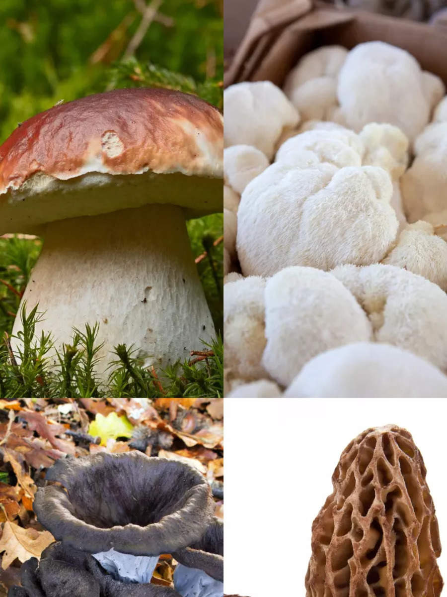 8 most expensive mushrooms in the world Times of India