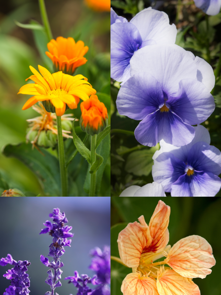 10 Edible Flowers You Can Add To Your Dishes Times Now