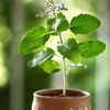 Rules to follow when having a Tulsi plant at home The Times of India