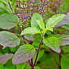 Rules to follow when having a Tulsi plant at home The Times of India