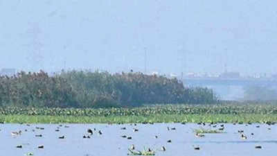 Uttar Pradesh to notify 50 wetlands across nine districts
