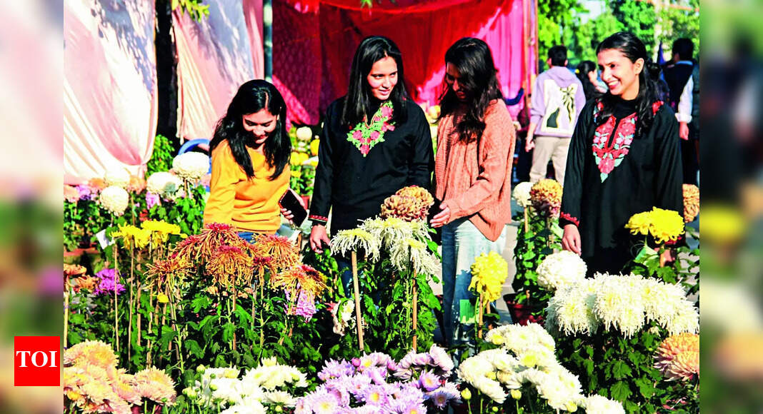 Chrysanthemum Show Chrysanthemum Show A Treat For Ludhiana’s Flower
