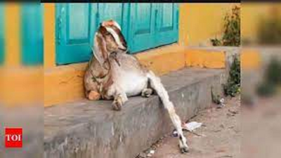 Baby goat trapped in borewell for 8 days in UP's Hathras, rescue operation on