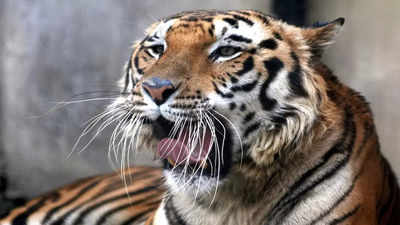 Pakistan zoo shut down after mystery tiger attack