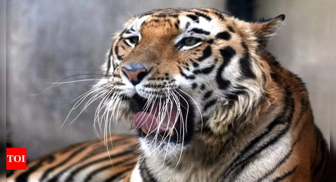 Zoo : un zoo du Pakistan fermé après une mystérieuse attaque de tigre