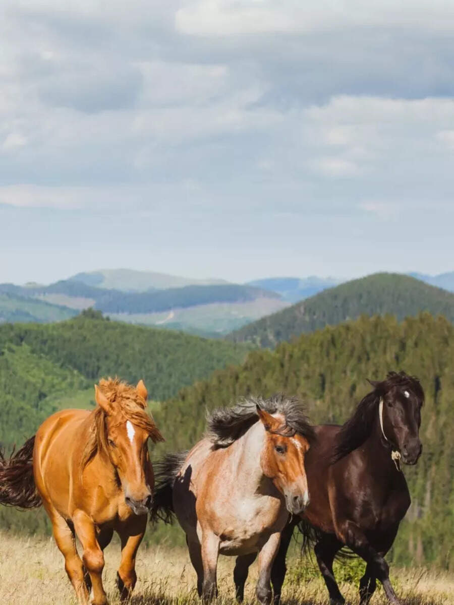 10 most intelligent animals who understand more than we think they can - Vimarsana News