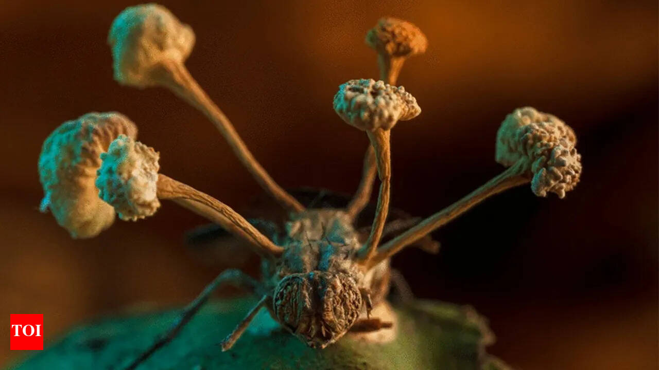 407-million year-old disease-causing fungus unveiled at Natural