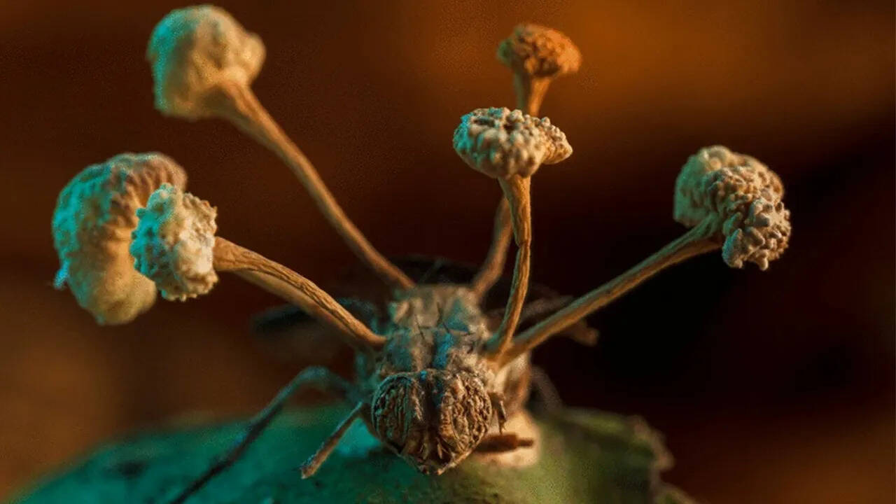 FUNGUS 完売間近！！ Down in Jungleland: Fascinating Fungi | Eye