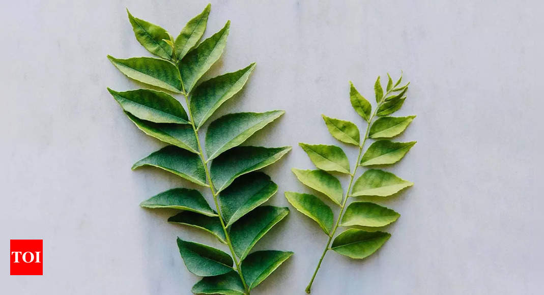 Curry leaves and their lesser-known uses - Times of India - IndiaTimes