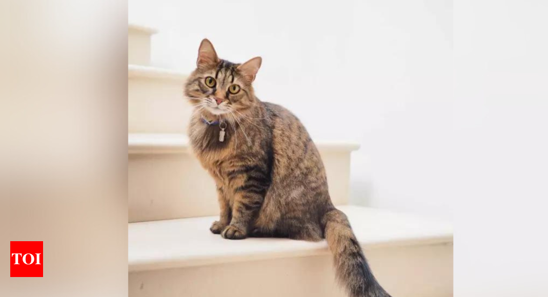 Tereny podmokłe: Z nowego badania wynika, że ​​posiadanie kota może podwoić ryzyko zachorowania na schizofrenię