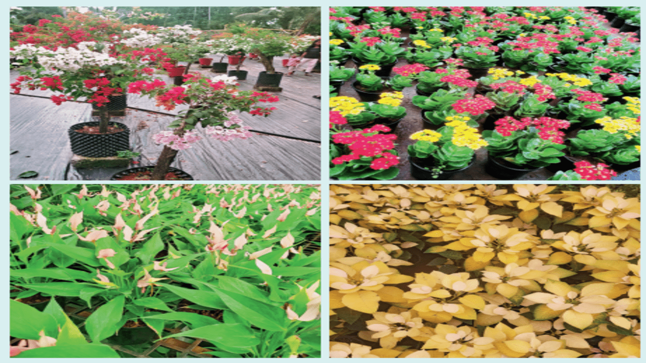 Princess Flower — Green Acres Nursery & Supply