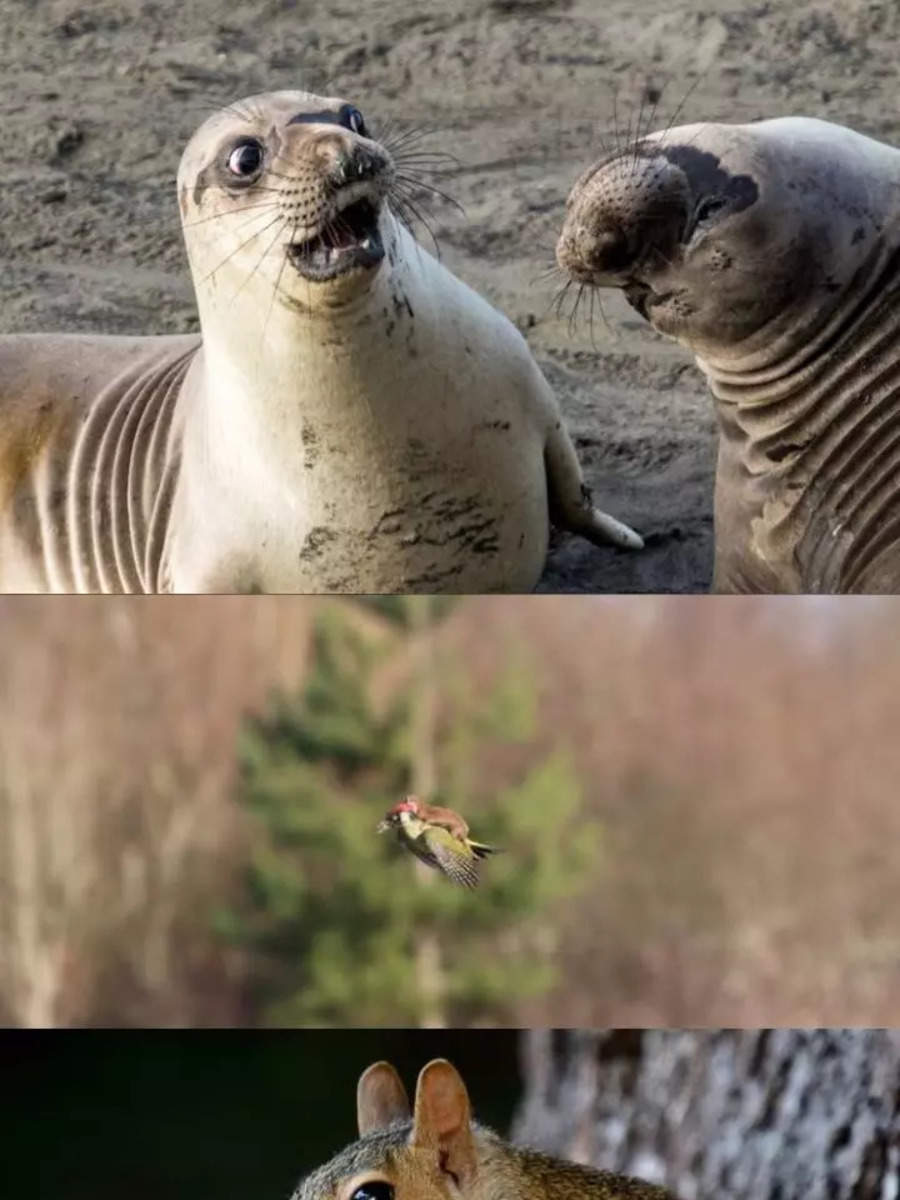 5 Funniest Animal Photos You Shouldn't Miss Times Now