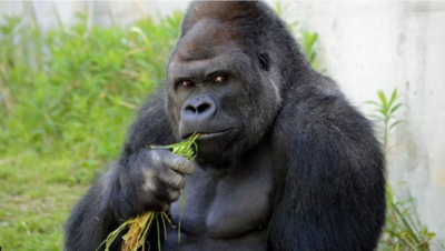 Meet Shabani, the world's most dashing gorilla!