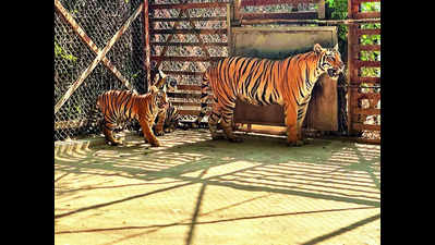 Burning bright! Zoo to put 2 tiger cubs on public view