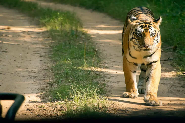 Kanha National Park