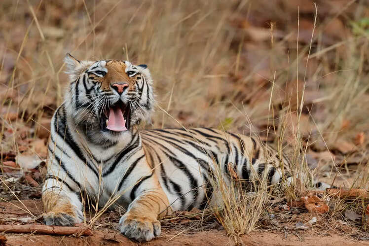 Bandhavgarh National Park