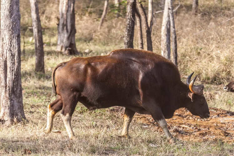 Satpura National Park