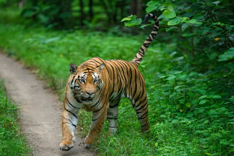Pench National Park