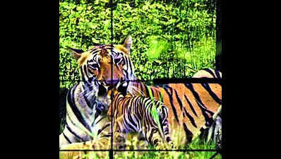 At KIFF, film on tiger Avni focuses on conservation, conflict & protocols