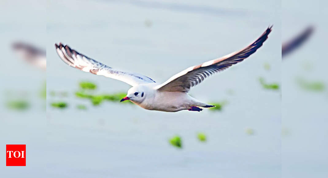 Shivering Cold Shivering Cold and Lowest Temperature in Fatehpur