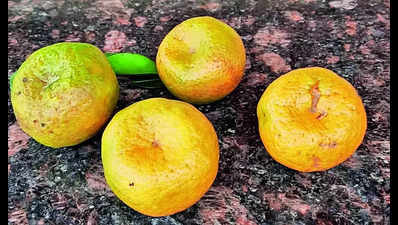 Enthusiasts join hands to conserve wild citrus variety Chittagitale