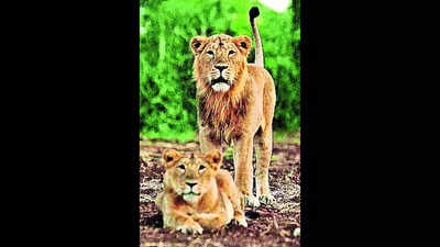 Abode of Asiatic lions set to expand, cover 75% of Saurashtra soon