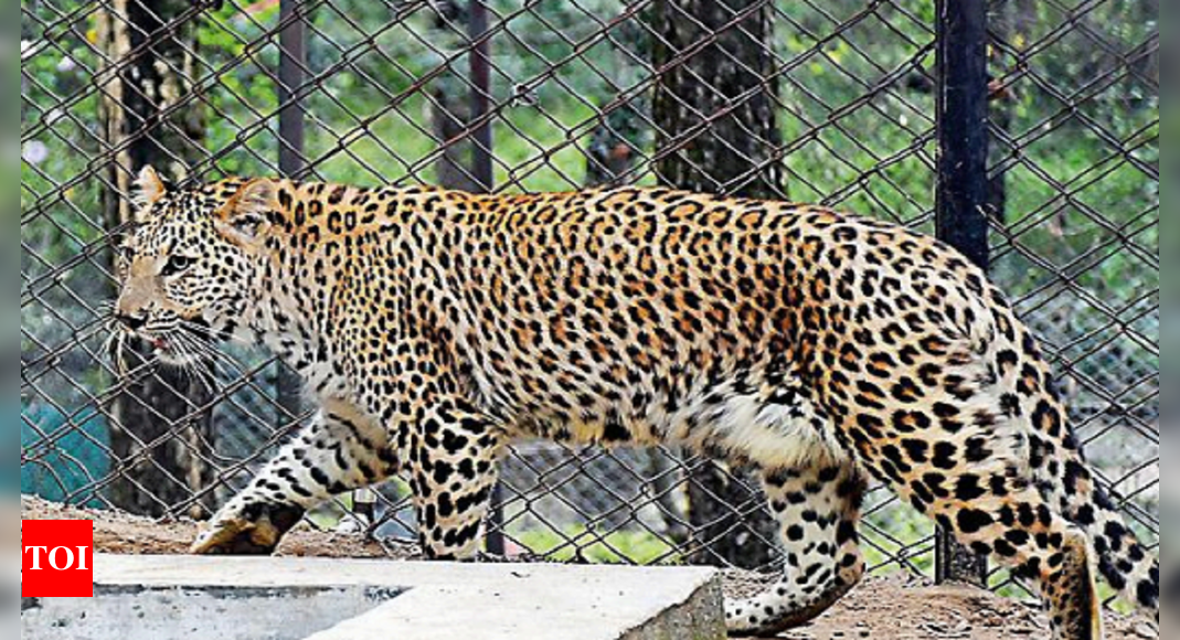 Leopard Attack: Another woman killed in Bhimtal leopard attack, schools ...