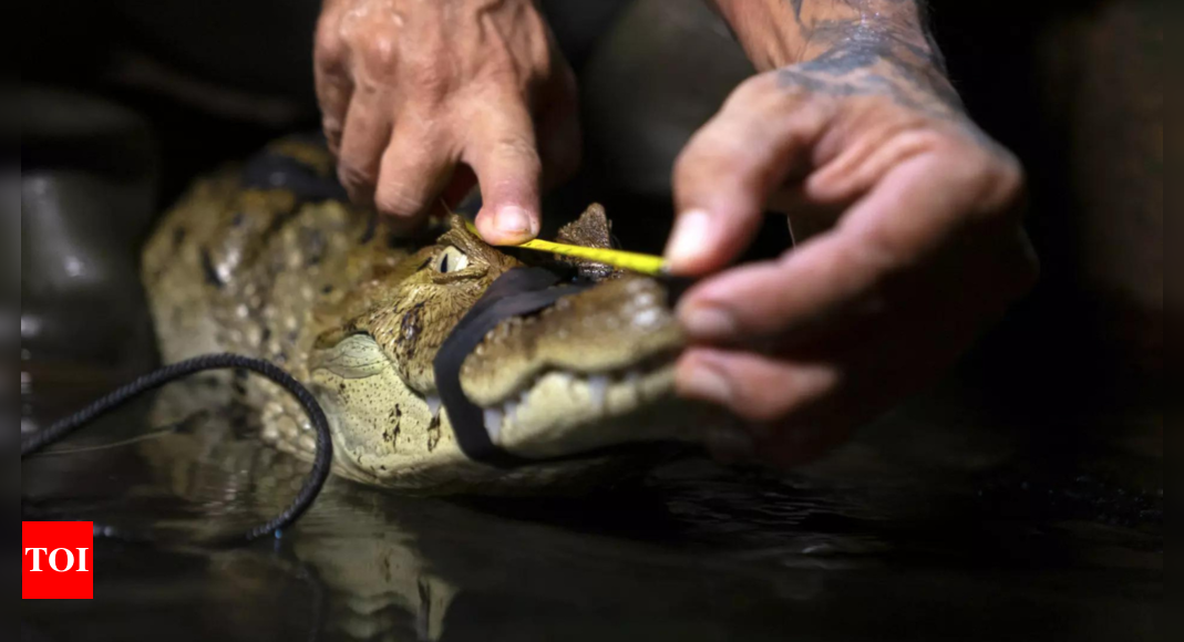 Brazil caimans fight to survive in polluted Rio waters