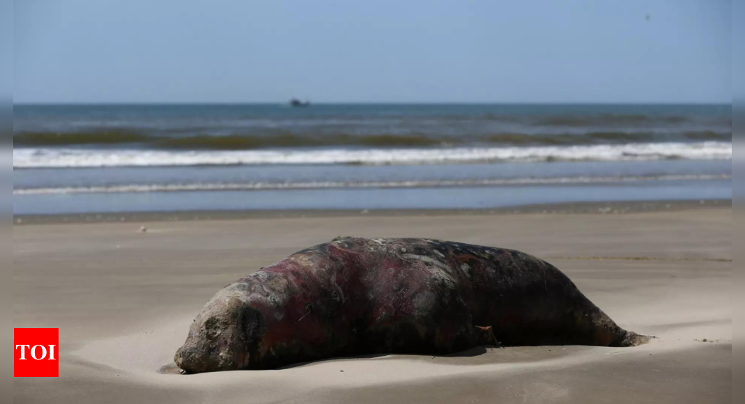 Bird flu kills over 900 seals, sea lions in south Brazil – Times of India