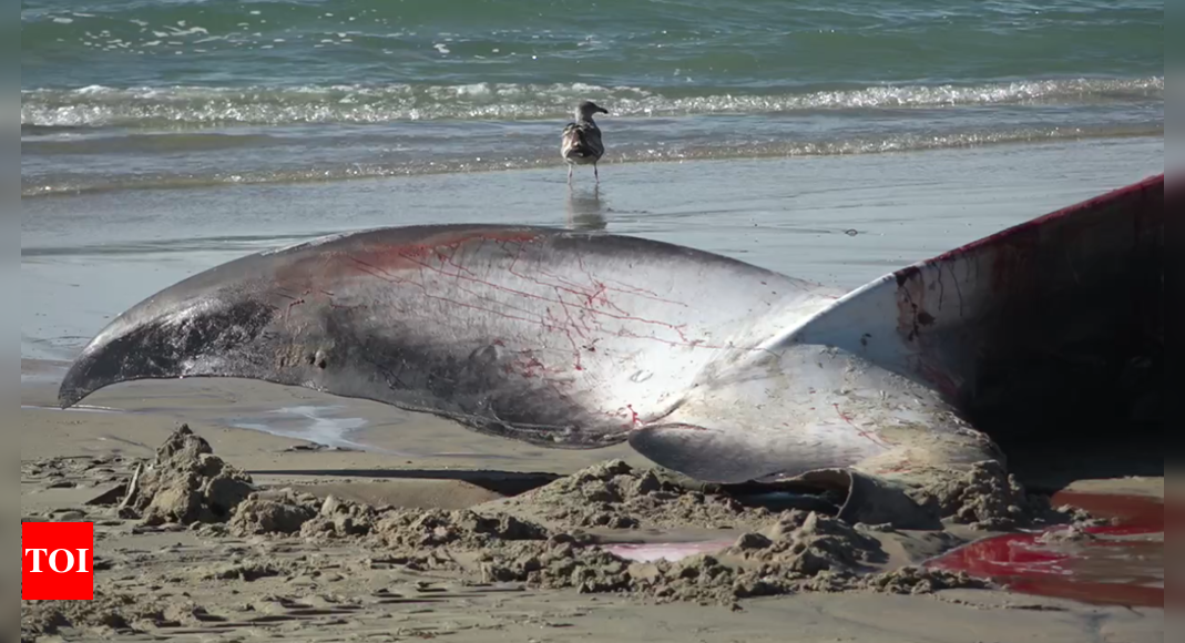 San Diego: Massive 52-foot fin whale found lifeless on San Diego’s Pacific beach