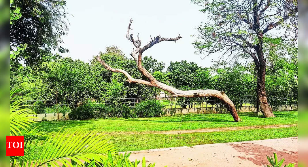 Sidhwan Waterfront Caught In Mc-forest Dept Tussle | Ludhiana News ...