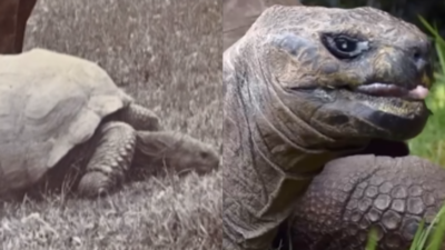Jonathan, the oldest tortoise turns 191 years old