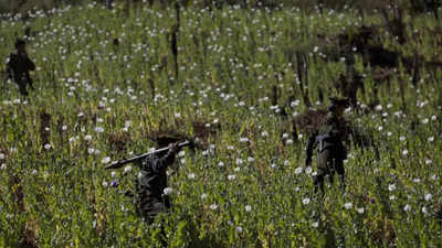 Myanmar overtakes Afghanistan as world's biggest opium producer