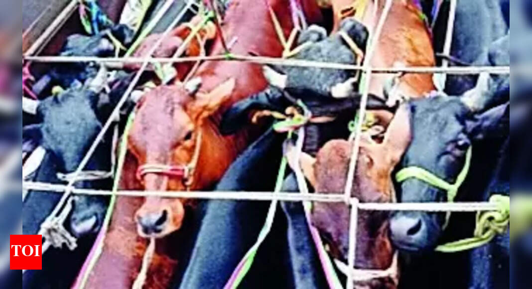 Animal Smuggling: 700 animals being smuggled via Giridih seized in 3 ...