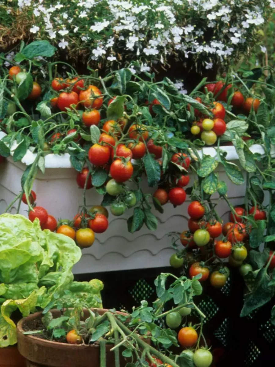 How to grow winter vegetables in balcony | Times of India