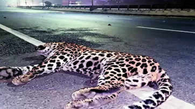 Man-Animal Conflict Rears Head Again, Leopard Dies After Being Hit By Vehicle