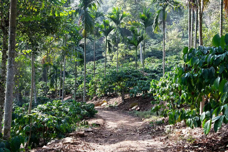 Explore spice plantations