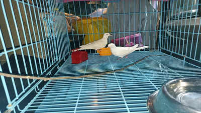 Navi Mumbai: Doves, goldfish seized during raid from a magician at Nerul