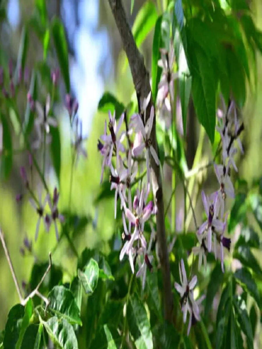 10 Plants Considered Sacred in Hinduism Times Now