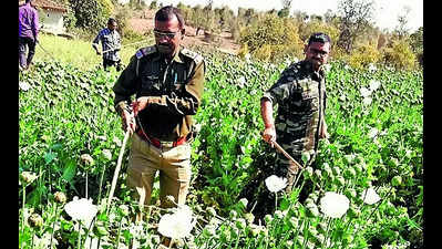 Cops crack down on poppy cultivation in state