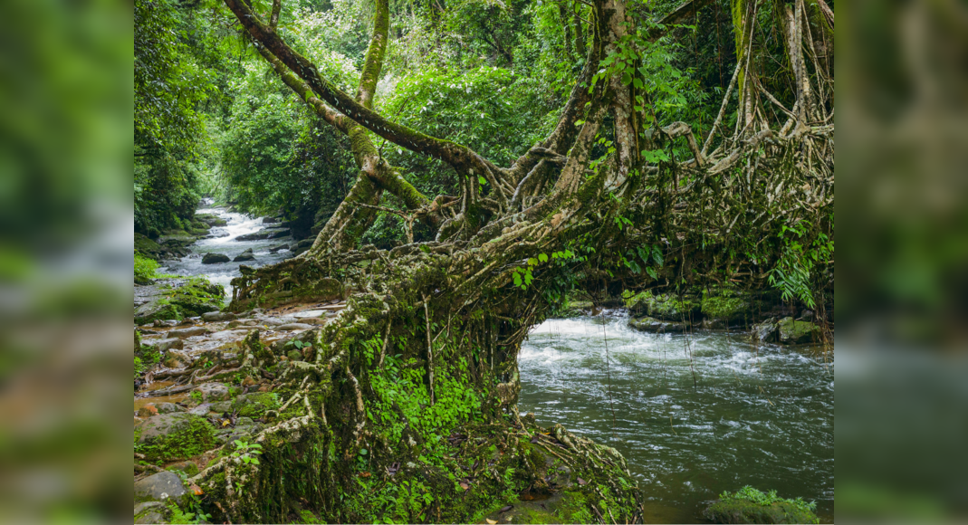 Why are these bridges in Meghalaya called the Living Root Bridges ...