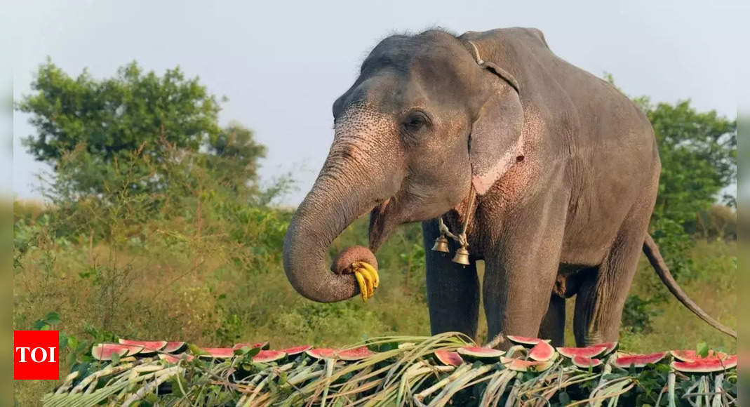 Jumbos kill two more in Assam, toll 12 since November